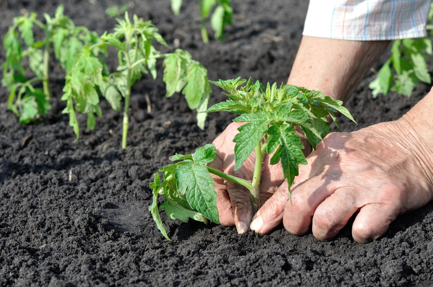 Roșiile, vedetele grădinii: Când și cum le plantăm pentru o recoltă bogată Roșiile, nelipsite din grădinile românilor, sunt plante sensibile la temperaturi scăzute, fiind crucial să respectăm anumite condiții pentru a ne asigura o recoltă bogată