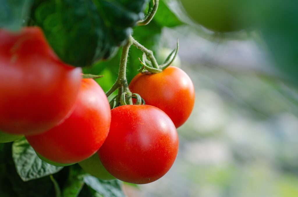Primele tomate românești, la prețuri piperate în piețe Primele tomate românești, cultivate în solarii, au început să apară în piețe, stârnind discuții aprinse din cauza prețurilor ridicate