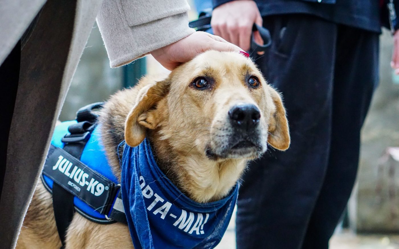 Patru câini din adăpostul Odăi, oferiți spre adopție la PetExpo Reprezentanți ai Serviciului pentru Protecția Animalelor din Sectorul 1 vor fi prezenți la târgul pentru animalele de companie PetExpo, unde vor putea fi adoptați patru câini din Adăpostul Odăi