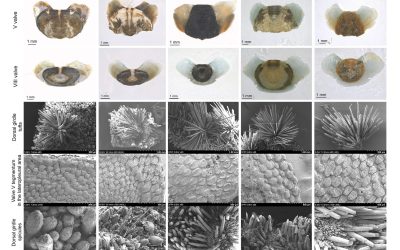 specie-de-molusca-straveche_Kim_Hwang_Marine-Life-Science-Technology-2026_descopera-4.jpg - JurnalUrban