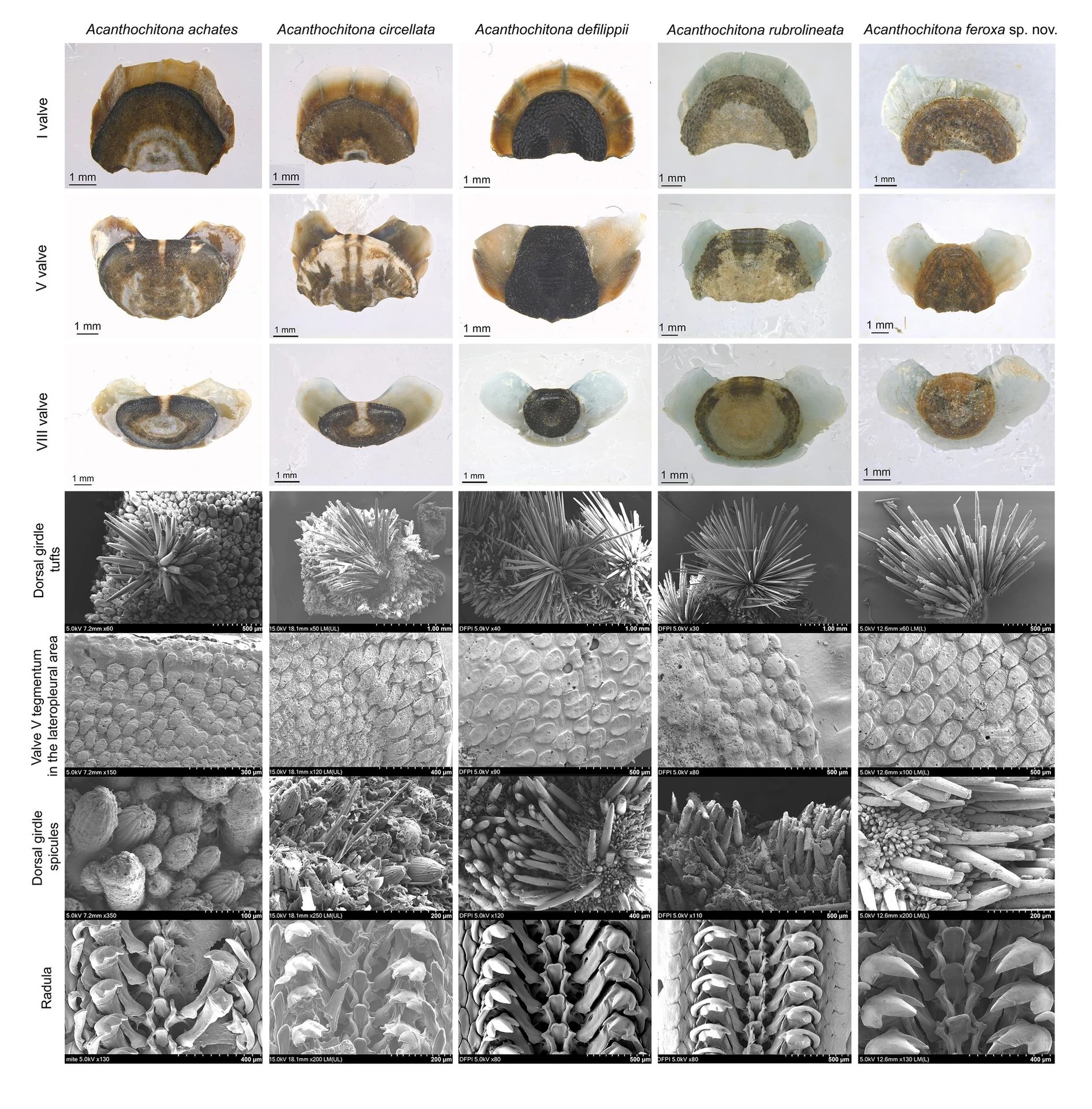 Descoperire uluitoare: O nouă specie de moluscă străveche, identificată în largul Coreei de Sud O echipă de cercetători sud-coreeni a identificat o nouă specie de chiton, o moluscă marină străveche, ale cărei origini se întind pe sute de milioane de ani