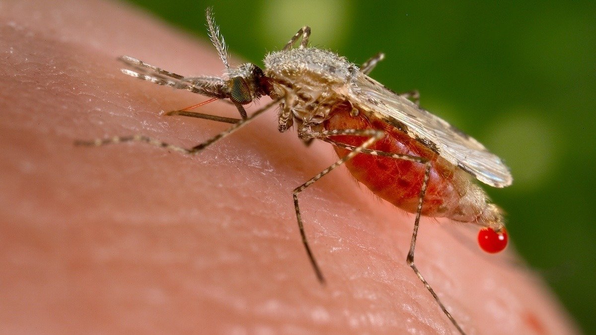 O proteină cheie din parazitul malariei, denumită ARK1, ar putea reprezenta un punct vulnerabil în lupta împotriva acestei boli, conform unei noi cercetări