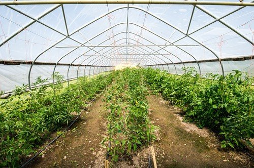 Temperatura optimă, secretul răsadurilor sănătoase în solarii Plantarea răsadurilor de roșii și ardei în solarii necesită o atenție deosebită acordată temperaturii solului și a aerului