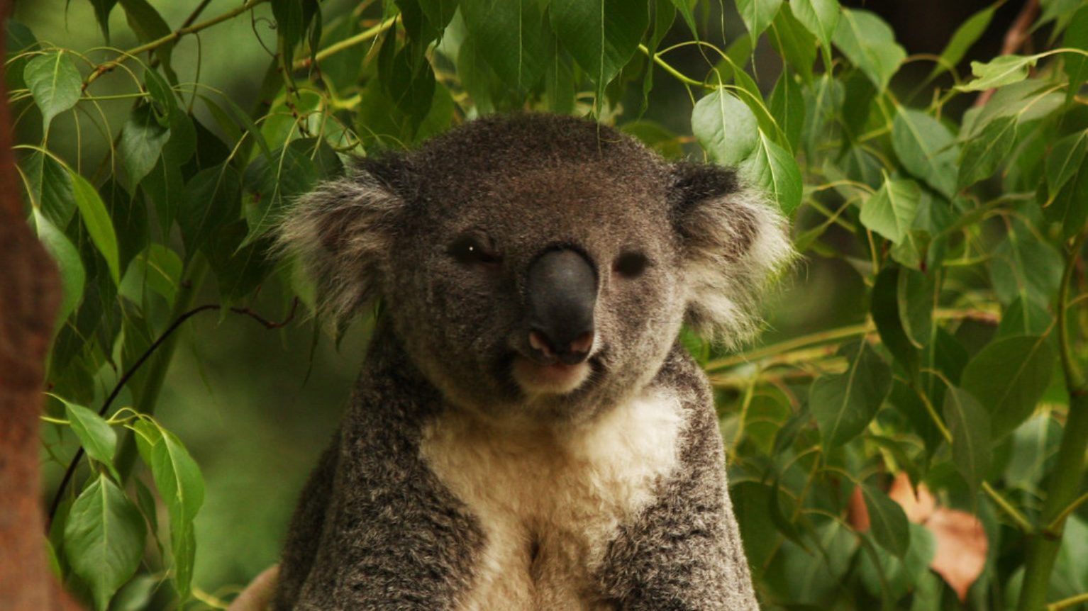 Koala din Victoria, mai rezistenți decât se credea: un studiu schimbă percepția asupra conservării speciei Un studiu recent, publicat în revista științifică Science, arată că populațiile de koala din statul australian Victoria s-ar putea reface mai bine decât se anticipa, în ciuda unei istorii marcate de vânătoare și declin demografic