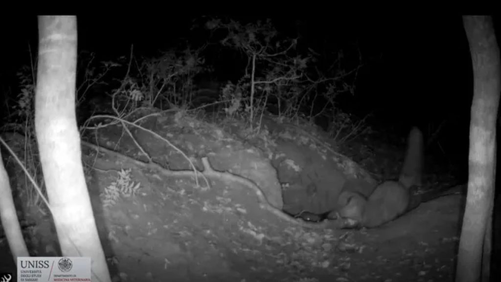 O vulpe roșie, surprinsă în timp ce vânează un pui de lup: o premieră în imagini Într-o descoperire surprinzătoare, o filmare realizată într-o rezervație naturală din Italia a surprins momentul în care o vulpe roșie a atacat și a ucis un pui de lup cenușiu
