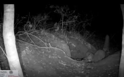 vulpe-rosie-vaneaza-un-pui-de_Buelli-C-et-al-2026-via-Live-Science_descopera.jpg - JurnalUrban