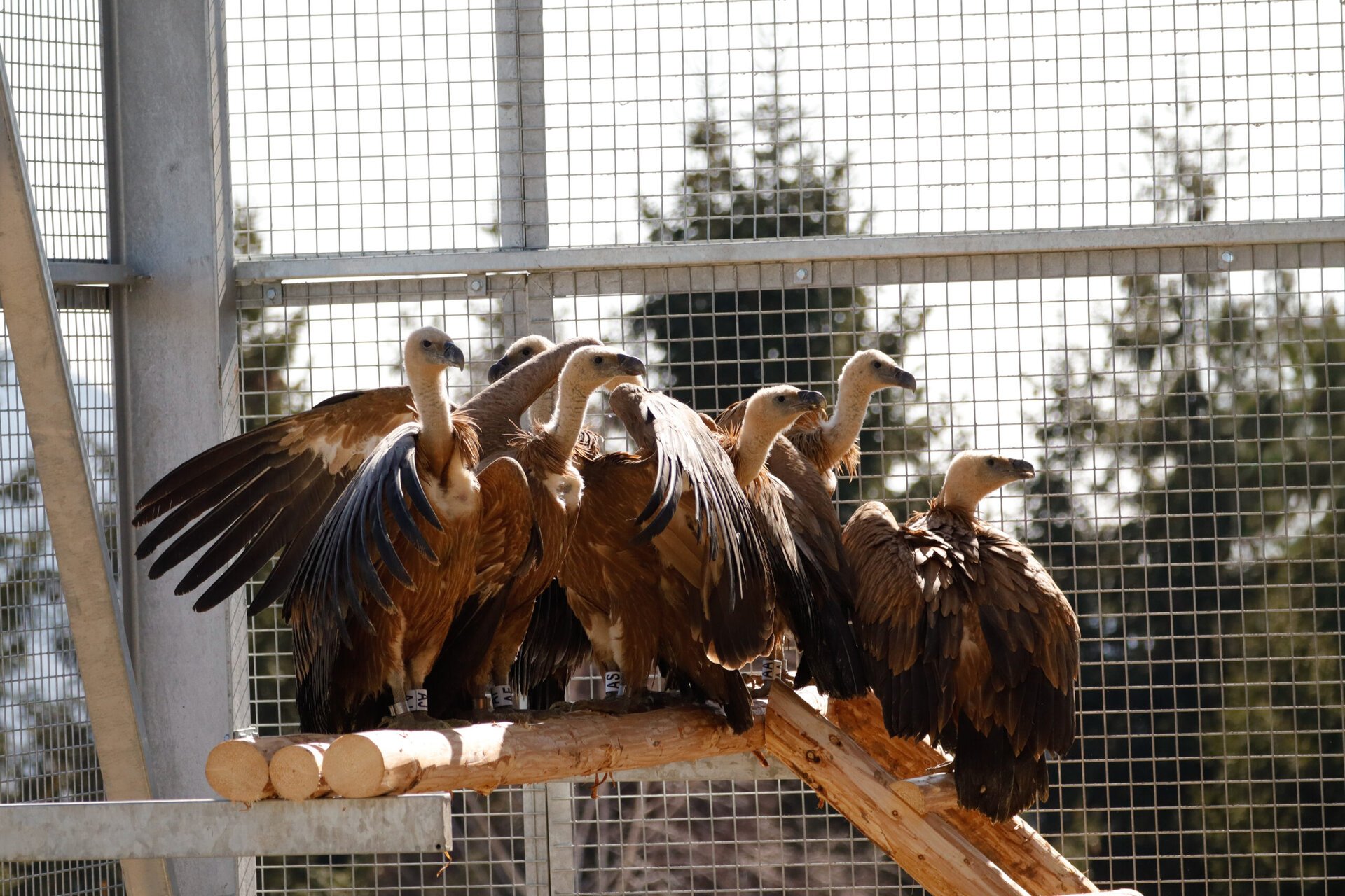 Vulturi sur, din nou pe cerul României: Primele păsări au ajuns în județul Argeș Un important pas a fost făcut în eforturile de conservare a biodiversității din România