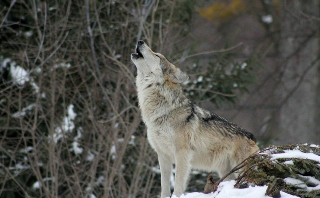 Haită de lupi eutanasiată într-un parc natural din Anglia Un parc de faună sălbatică din sud-estul Angliei a luat o decizie dramatică: eutanasierea întregii haite de lupi