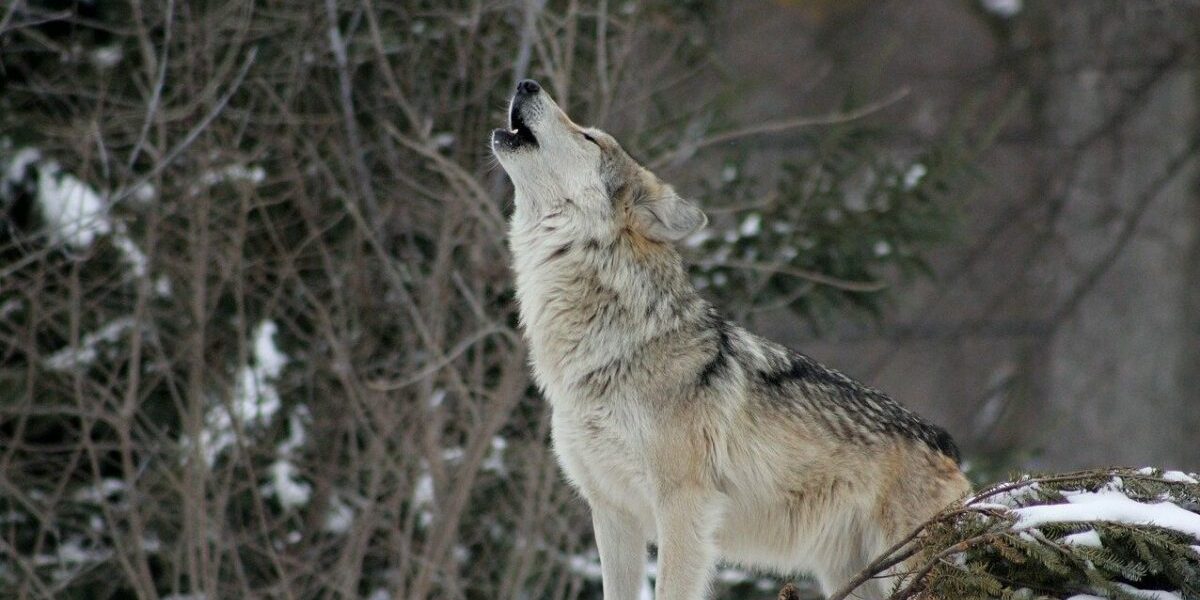 wolf-g78cf62d28_1280-e1673363293135.jpg - JurnalUrban