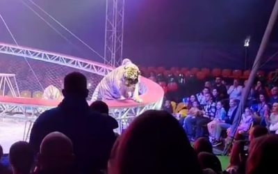 Tigru, teroră la circ în Rusia: Copiii au țipat, adulții au fugit