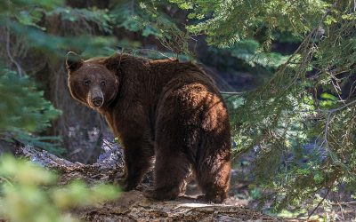 Ursul, vânat dublu în 2026: Legea merge la promulgare, cu Nicușor Dan în rol principal