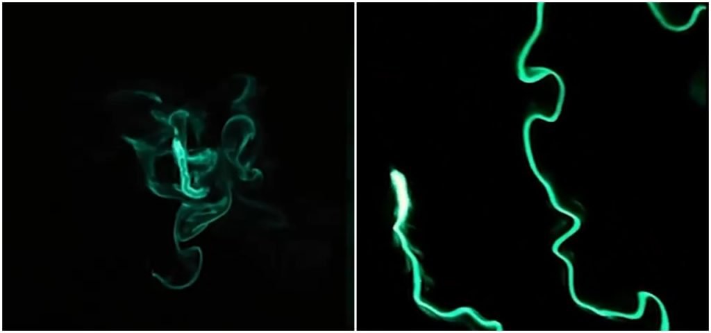 Viermi de foc bioluminiscenți „aprind” oceanul în Long Beach, SUA. Imagini VIRALE