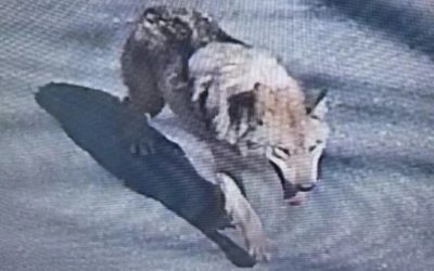 Lup fugar în Coreea de Sud: Mobilizare Generală! Drone și militari, pe urmele animalului