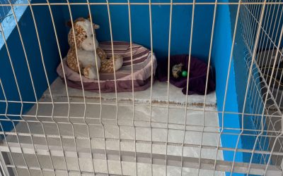 Adopții de căței: Primul centru public s-a deschis în Ilfov