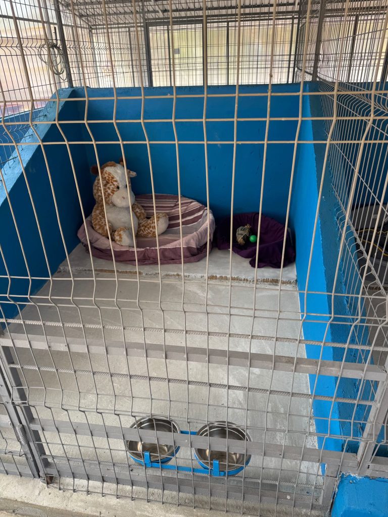 Adopții de căței: Primul centru public s-a deschis în Ilfov