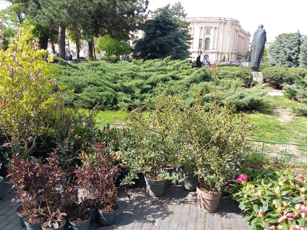 Plantări-record la Ateneu: Aproape 500 de arbori și arbuști în inima Bucureștiului