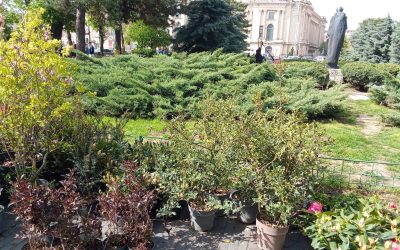Plantări-record la Ateneu: Aproape 500 de arbori și arbuști în inima Bucureștiului
