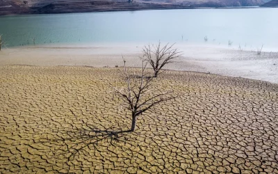 Smirna, pe cale de dispariție: Schimbările climatice ucid o tradiție de la faraoni