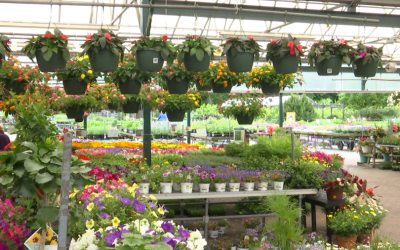 Grădinarii, alarmă! Plantele de primăvară, în pericol din cauza înghețului