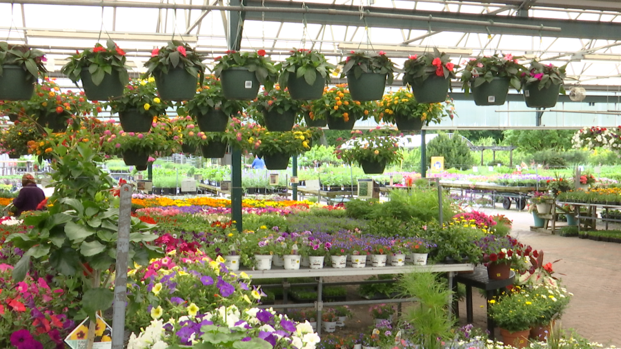 Grădinarii, alarmă! Plantele de primăvară, în pericol din cauza înghețului