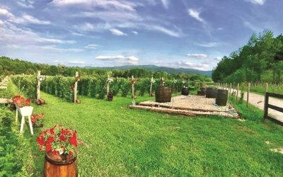 Un hectar de moștenire a dus Abund Berry la 15 milioane euro în Gorj