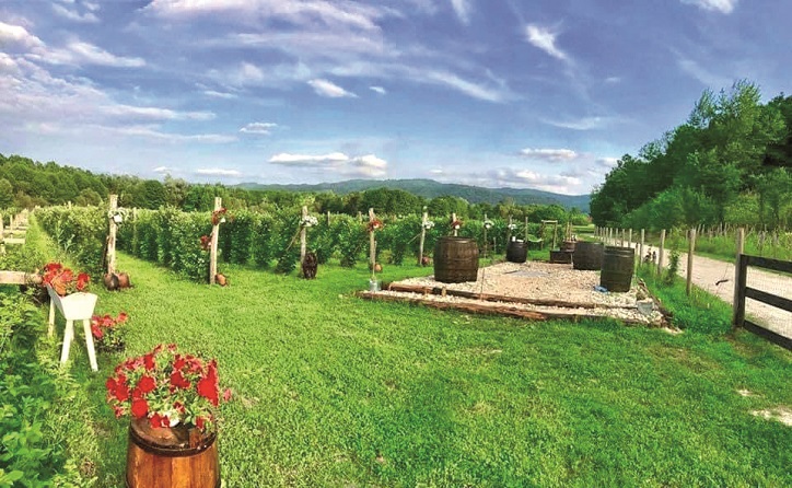 Un hectar de moștenire a dus Abund Berry la 15 milioane euro în Gorj