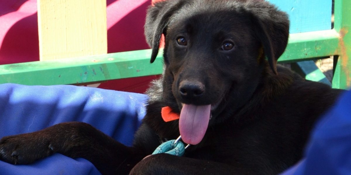 ASPA-primul-targ-de-adoptii-in-aer-liber.jpg - JurnalUrban