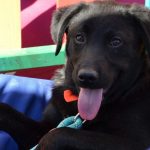 ASPA-primul-targ-de-adoptii-in-aer-liber.jpg - JurnalUrban