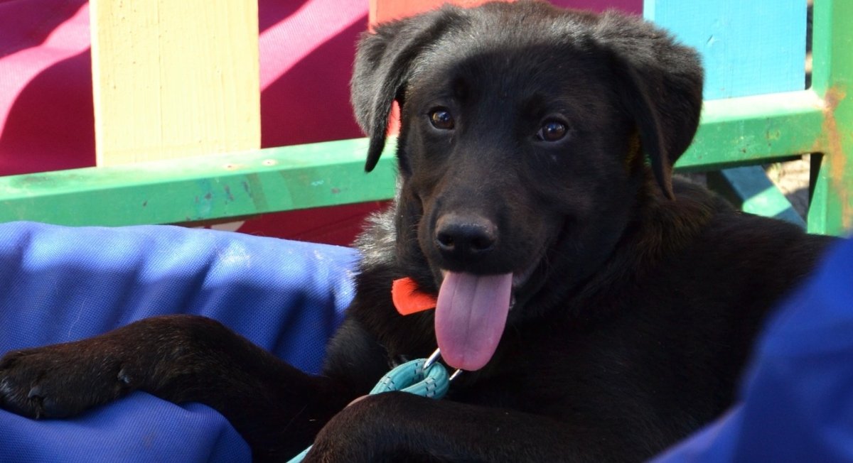 ASPA București organizează un târg de adopții de căței în Parcul Circului Bucureștenii iubitori de animale sunt așteptați duminică, 5 aprilie, în Parcul Circului pentru un târg de adopții organizat de Autoritatea pentru Supravegherea și Protecția Animalelor (ASPA) București