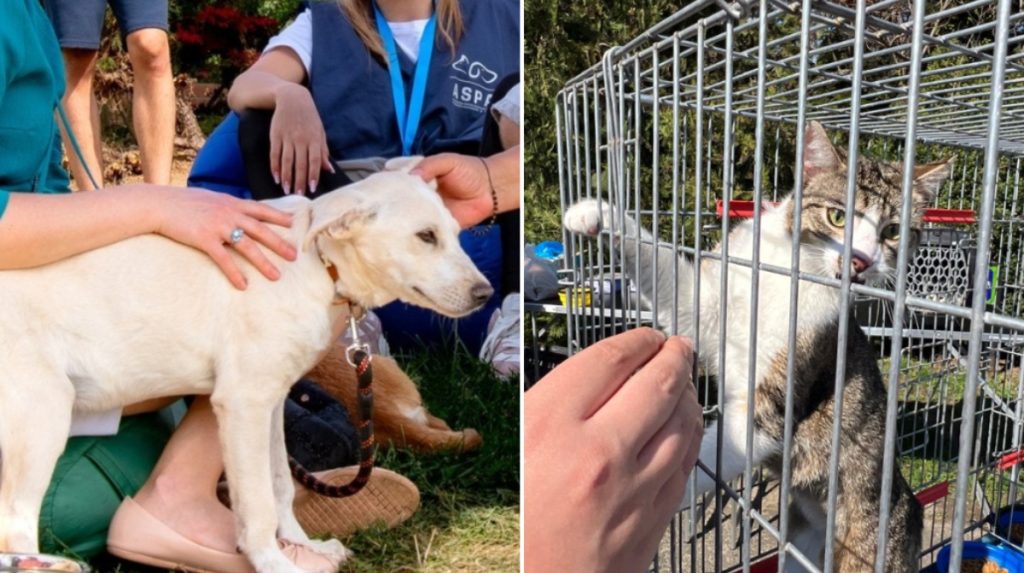 Autoritatea pentru Supravegherea și Protecția Animalelor (ASPA) București anunță următorul târg de adopții de căței, dar și de pisici, la finalul lunii aprilie