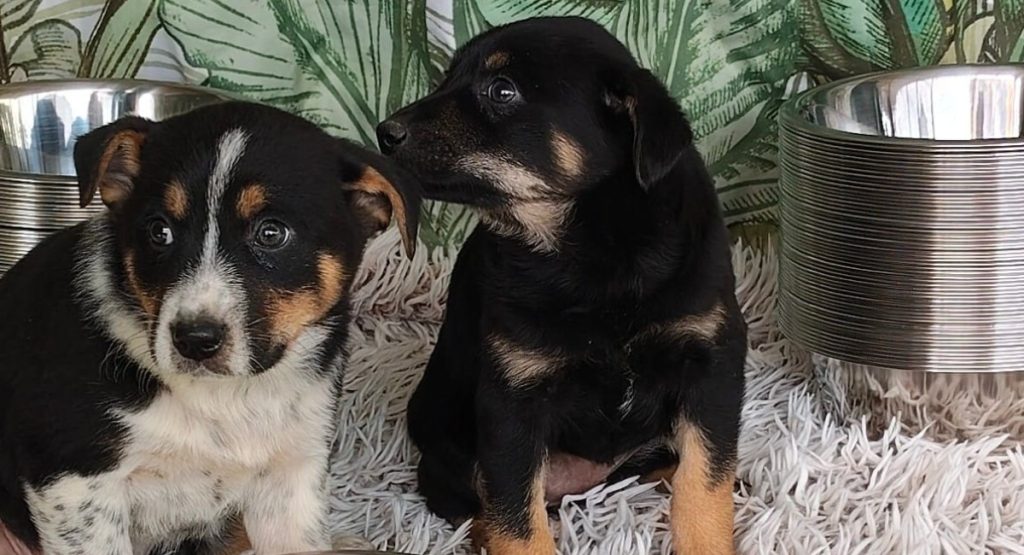Adăposturile ASPA din București, închise pentru public de Paște Adăposturile Autorității pentru Supravegherea și Protecția Animalelor (ASPA) din București, inclusiv cele din Bragadiru și Mihăilești, își vor suspenda temporar activitatea de primire a publicului în perioada sărbătorilor pascale