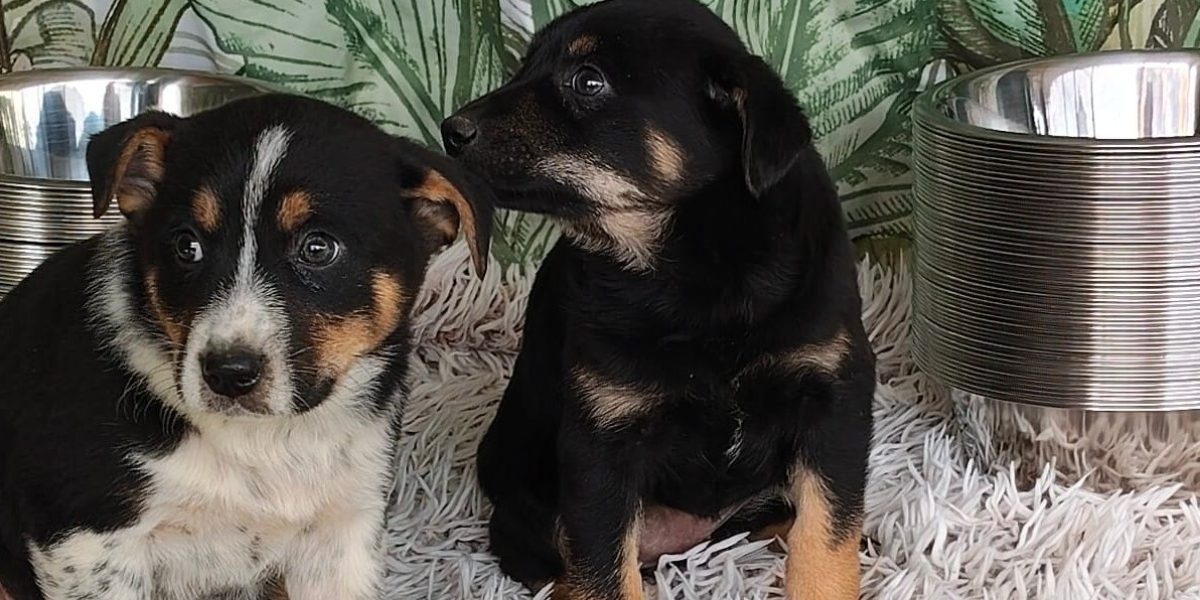 Adăposturile ASPA, închise de Paște: Când revin la program normal