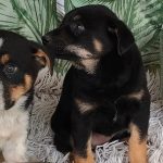 Adăposturile ASPA, închise de Paște: Când revin la program normal