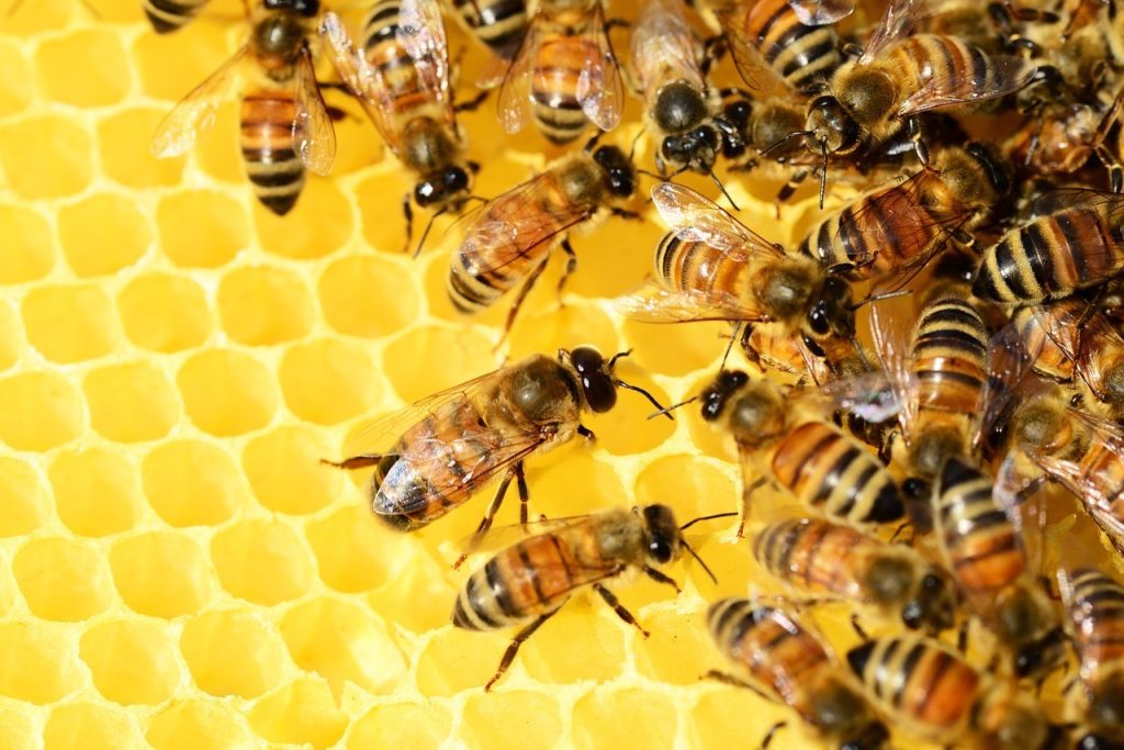 Albinele și alte insecte polenizatoare, esențiale pentru lanțul alimentar, dispar într-un ritm alarmant, avertizează experții