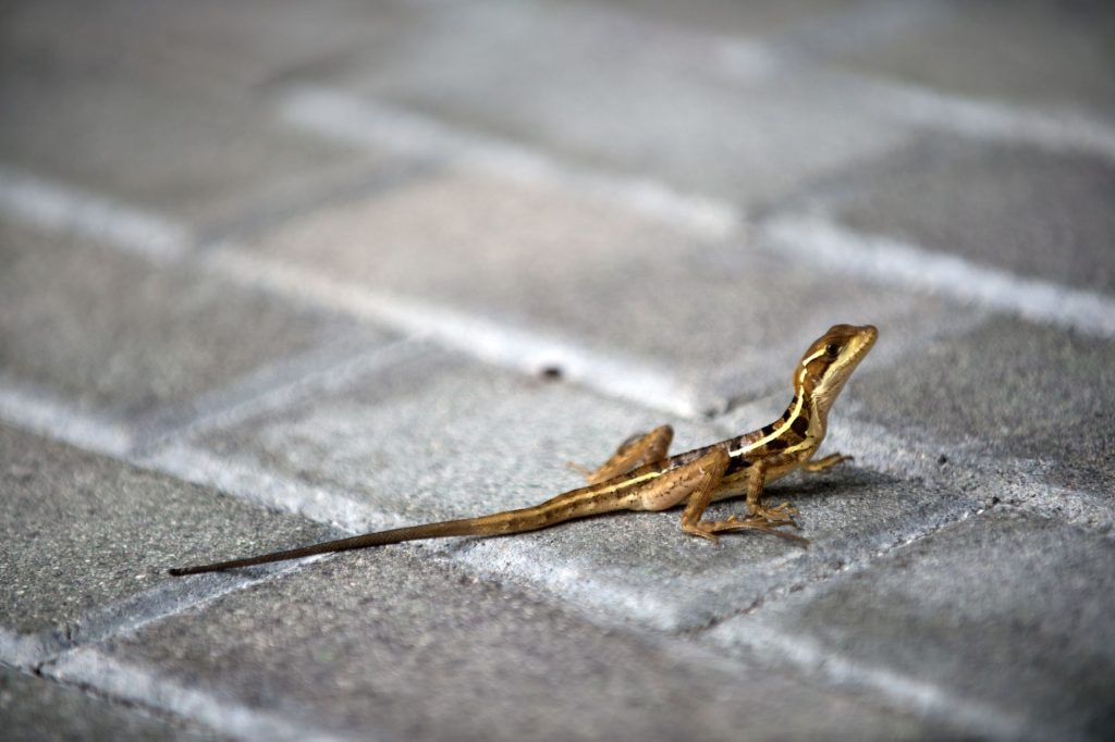 Animalele sălbatice, surprinse de adaptarea la viața în București, spun specialiștii