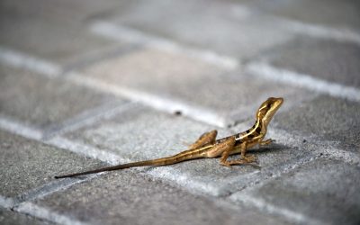 Animalele sălbatice, surprinse de adaptarea la viața în București, spun specialiștii