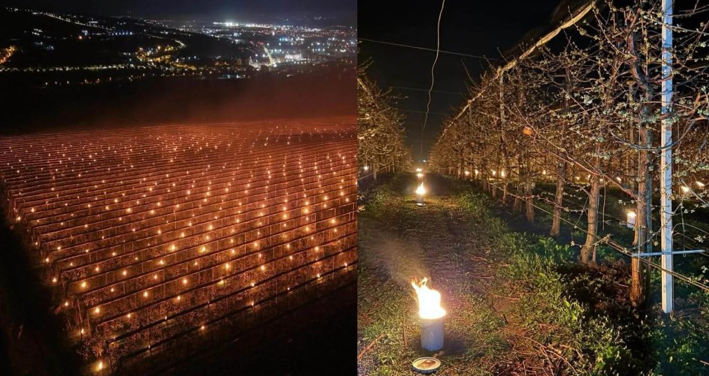 Am dat foc la 40.000 de euro! Mărturia unui pomicultor care a încercat să își salveze de la îngheț recolta de cireșe