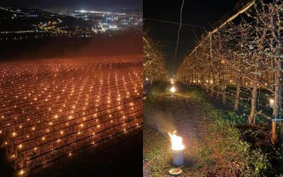 Am dat foc la 40.000 de euro! Mărturia unui pomicultor care a încercat să își salveze de la îngheț recolta de cireșe