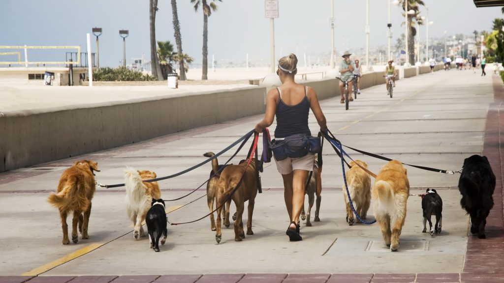 Câte ore poate sta câinele legat? NOI reglementări pentru proprietari