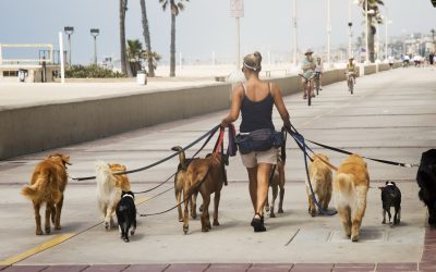 Câte ore poate sta câinele legat? NOI reglementări pentru proprietari