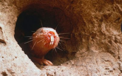 Care animal folosește dinții ca organ de simț? Test de cultură generală