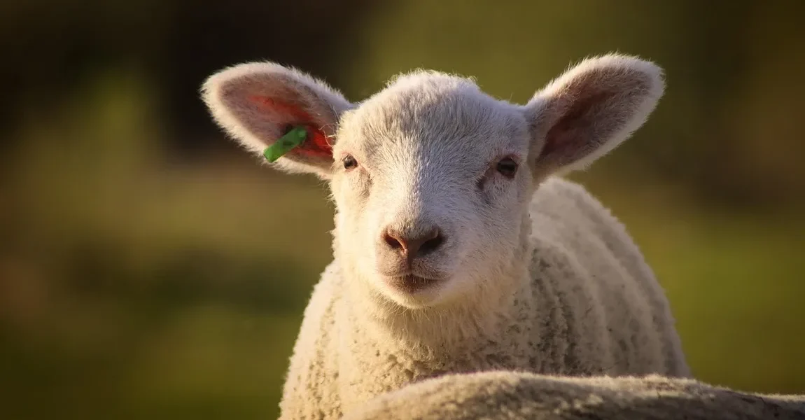 Cat-costa-in-Lidl-Kaufland-Auchan-Selgros-si-La-Cocos-mielul-in-2026.-Diferenta-apare-la-tipul-de-pr.webp - JurnalUrban