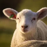 Cat-costa-in-Lidl-Kaufland-Auchan-Selgros-si-La-Cocos-mielul-in-2026.-Diferenta-apare-la-tipul-de-pr.webp - JurnalUrban