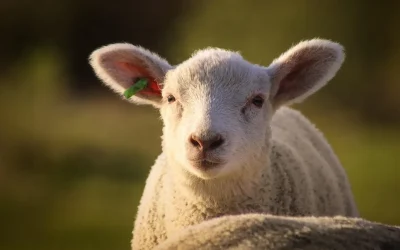 Cat-costa-in-Lidl-Kaufland-Auchan-Selgros-si-La-Cocos-mielul-in-2026.-Diferenta-apare-la-tipul-de-pr.webp - JurnalUrban