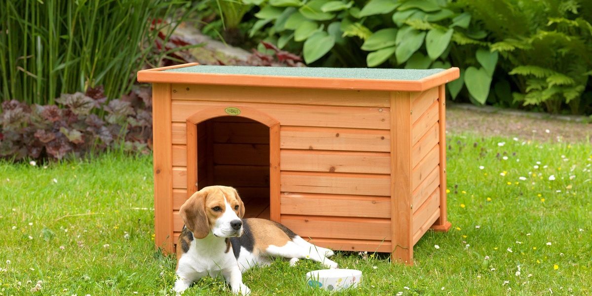 Cati-caini-ai-voie-sa-tii-in-curte-poti-fi-amendat-usor-daca-nu-tii-cont-de-legea-din-2026.jpg - JurnalUrban