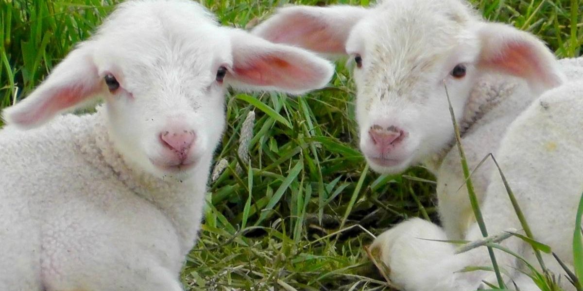 Ce-poti-pune-pe-masa-de-Paste-daca-nu-iti-permiti-mielul.jpg - JurnalUrban