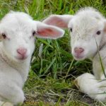 Ce-poti-pune-pe-masa-de-Paste-daca-nu-iti-permiti-mielul.jpg - JurnalUrban