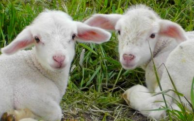 Ce-poti-pune-pe-masa-de-Paste-daca-nu-iti-permiti-mielul.jpg - JurnalUrban