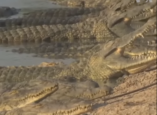 India, șerpi și crocodili la granița cu Bangladesh: Cum oprește imigrația ilegală!