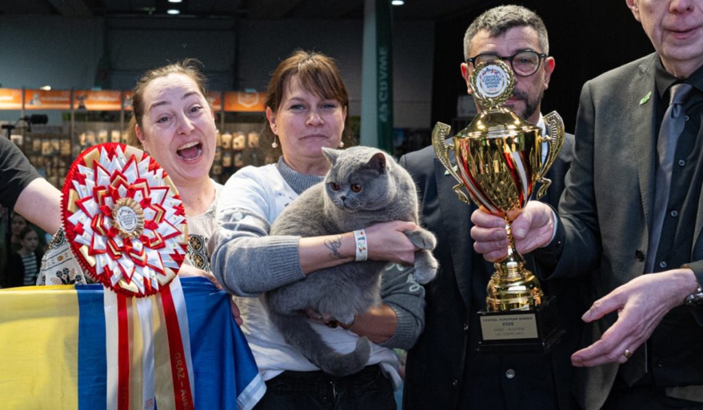 Uimitor! „Ursoaica de Bucovina” cucerește Europa: Cea mai frumoasă pisică e din România
